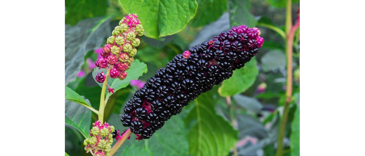HOMEOPATIKUM TÝDNE: Phytolacca AKH