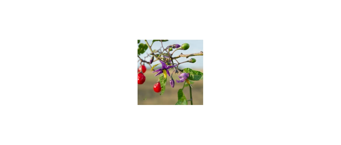 HOMEOPATICKÉ BYLINKY - Solanum Dulcamara
