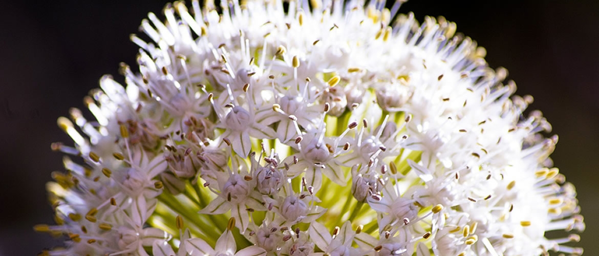 Allium cepa jako  konstituční lék