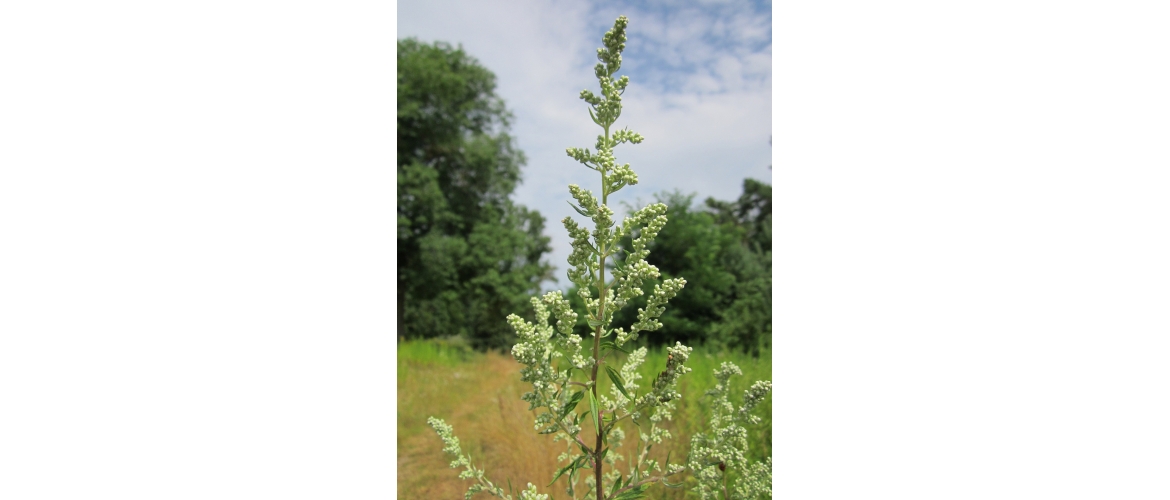 Homeopatie vědecká aneb „Jak se vyrábí...“ - Artemisia vulgaris AKH