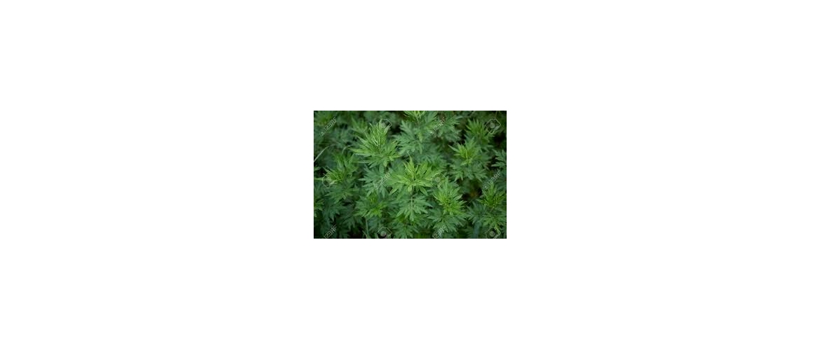 HOMEOPATICKÉ BYLINKY - Artemisia vulgaris AKH