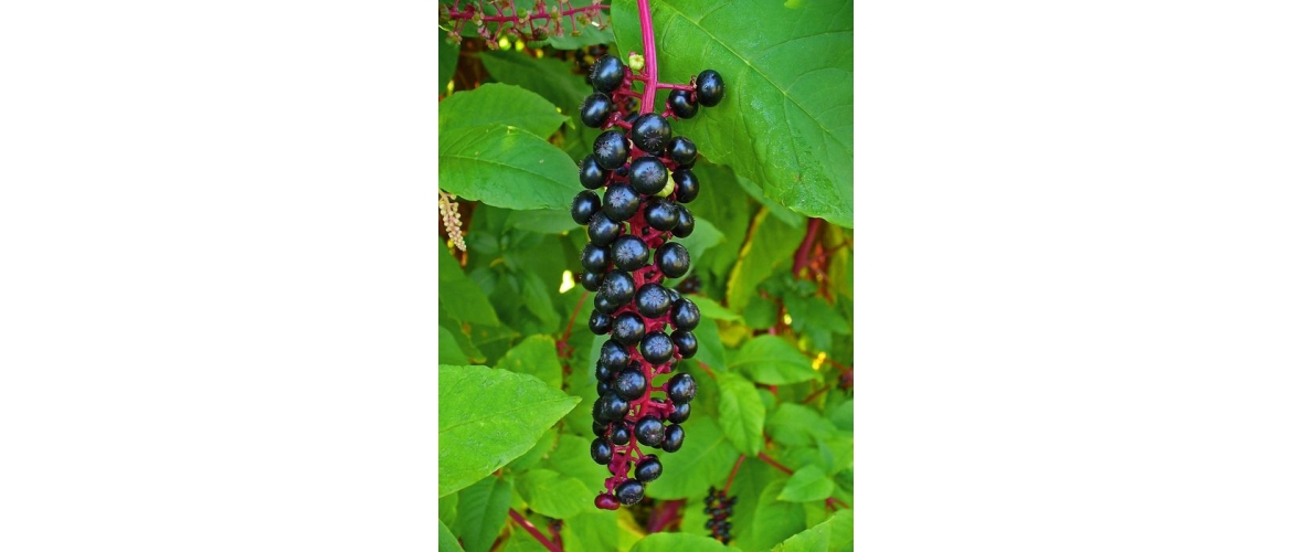 HOMEOPATICKÉ BYLINKY - Phytolacca AKH