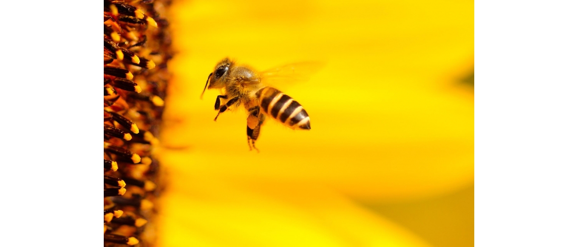 POZITIVNÍ HOMEOPATIE - Apis AKH