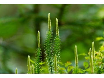 Lycopodium jako konstituční lék