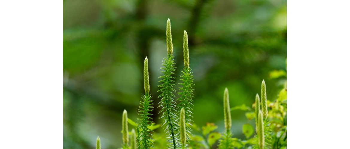 Lycopodium jako konstituční lék