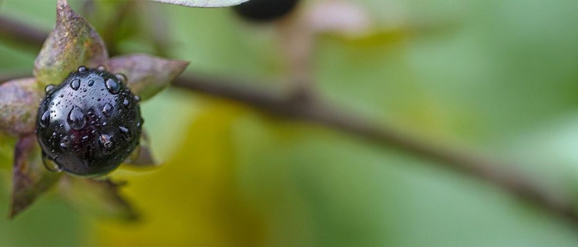 XIII. Letní škola – Homeopatický Slunovrat 2025 - Základem všeho je dobře odebraná anamnéza