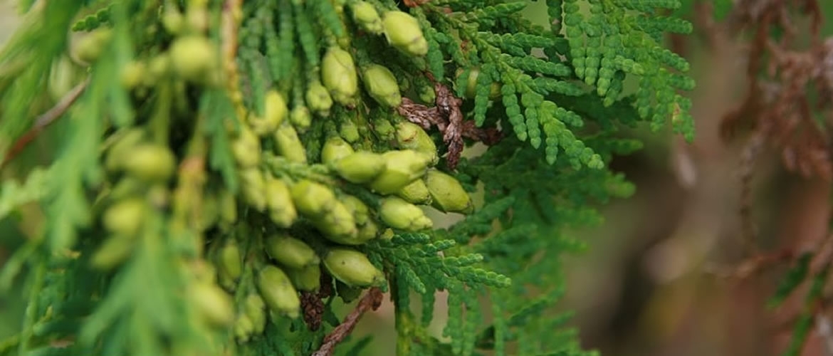 Thuja occidentalis jako konstituční lék … 1. část